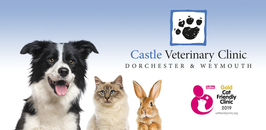 Pet vet hot sale clinic