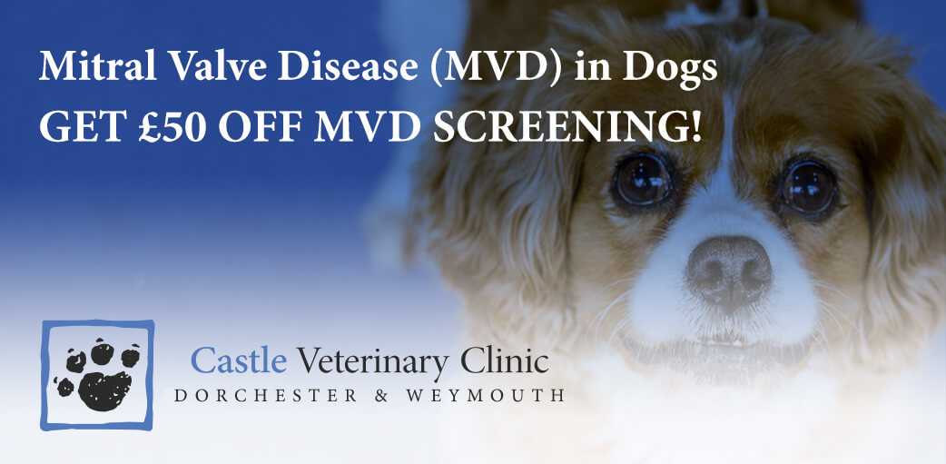 how long can a dogs live with mitral valve disease