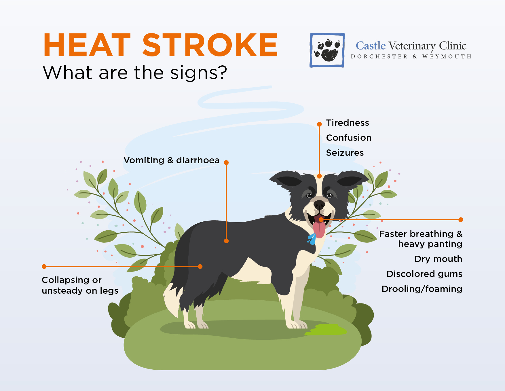 what does a stroke look like in dogs