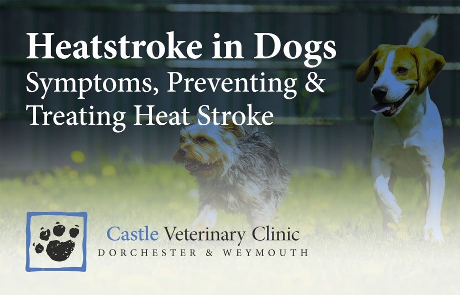 what are symptoms of a stroke in dogs