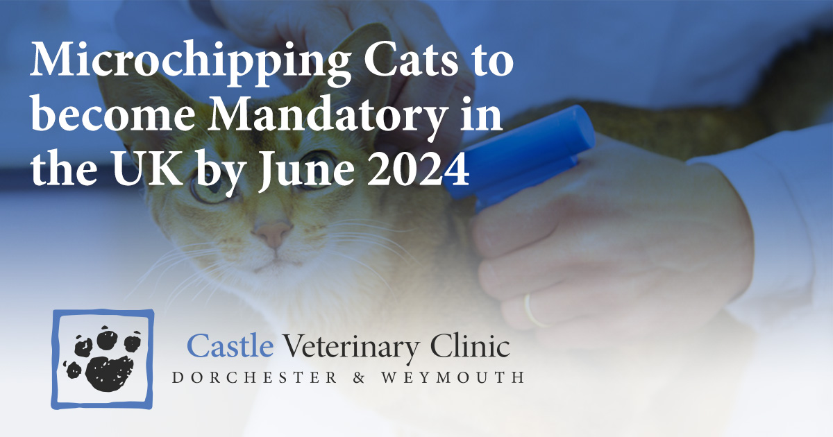 Microchipping Cats To Become Mandatory In The UK By June 2024 Castle   Microchipping Cats To Become Mandatory In The UK By June 2024 Castle Vets Dorchester Fb 