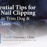 Essential Tips for Pet Nail Clipping