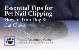 Essential Tips for Pet Nail Clipping