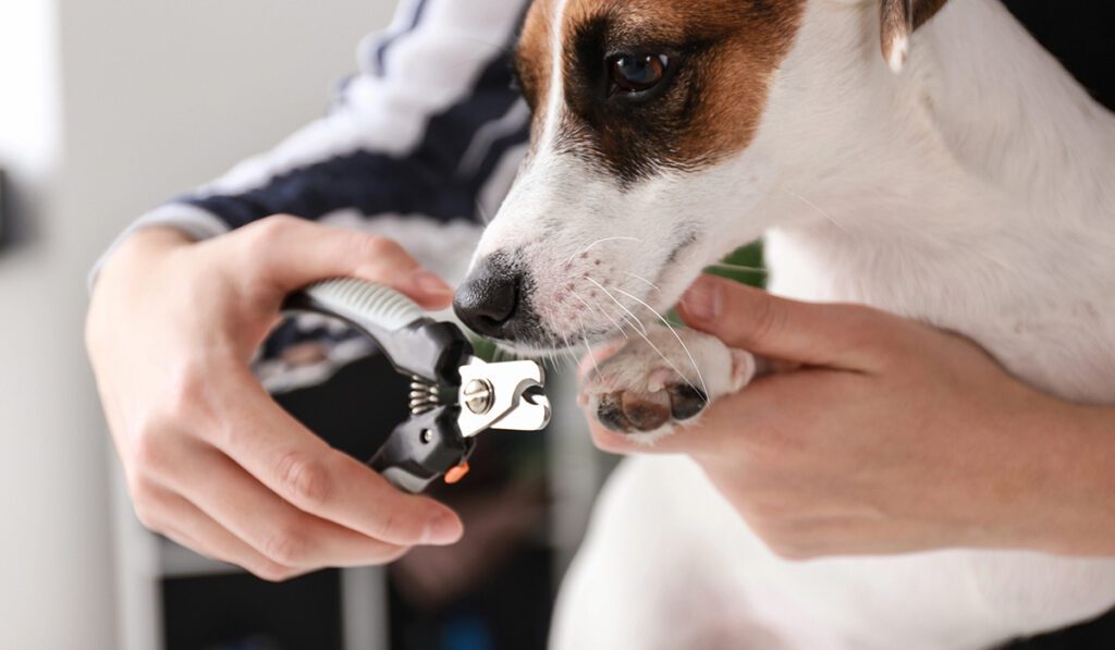 Essential Tips for Pet Nail Clipping How to Trim Dog Cat Claws Castle Vets Dorchester