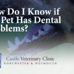 How Do I Know if My Pet Has Dental Problems?