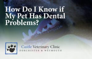 How Do I Know if My Pet Has Dental Problems?