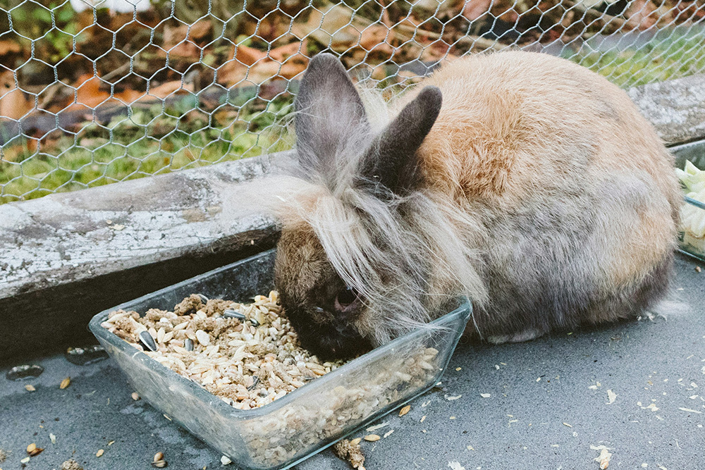 Rabbit dental health